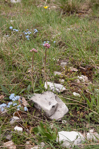 0153-Valeriana-tuberosa-arid-pastures