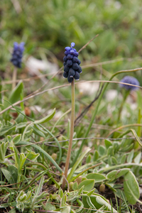 0155-muscari-neglectum-grape-hyacint-meadows-pastures