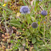 0156-kogelbloem