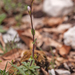 0157-plant-onbekend