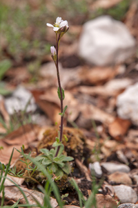 0157-plant-onbekend