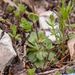 0158-plant-onbekend