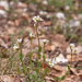 0159-plant-onbekend