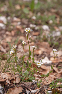 0159-plant-onbekend