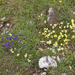0160-viola-euginaea