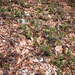 0165-berendruif-arctostaphylos-uva-ursi