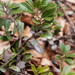 0166-berendruif-arctostaphylos-uva-ursi