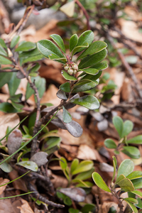 0166-berendruif-arctostaphylos-uva-ursi