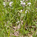 0168-lamium-spec