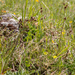 0169-luzula-multiflora veelbloemige veldbies