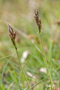 0170-Voorjaarszegge-Carex-caryophyllea-glades-and-stony-pastures