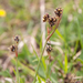 0172-luzula-multiflora-veelbloemige-veldbies