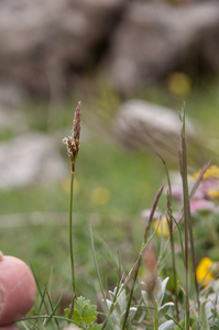 0172-Voorjaarszegge-Carex-caryophyllea-glades-and-stony-pastures