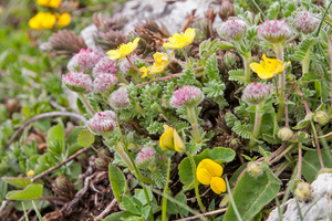 0174-Anthyllis-montana-stony-slopes-at-high-altitude