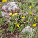 0175-Anthyllis-montana-stony-slopes-at-high-altitude