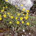 0176-alyssum-spec