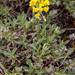 0177-alyssum-spec