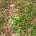 0179-grote-bevernel-pimpinella-major-cool-woods