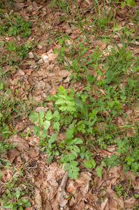 0179-grote-bevernel-pimpinella-major-cool-woods