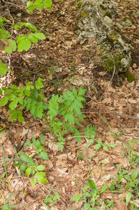0180-grote-bevernel-pimpinella-major-cool-woods