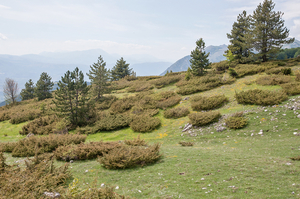 0182-landschap