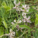 0183-astragalus-depressus-montane-pastures