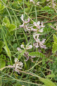 0183-astragalus-depressus-montane-pastures