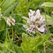 0184-astragalus-depressus-montane-pastures