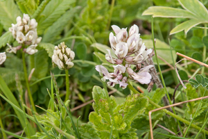 0184-astragalus-depressus-montane-pastures