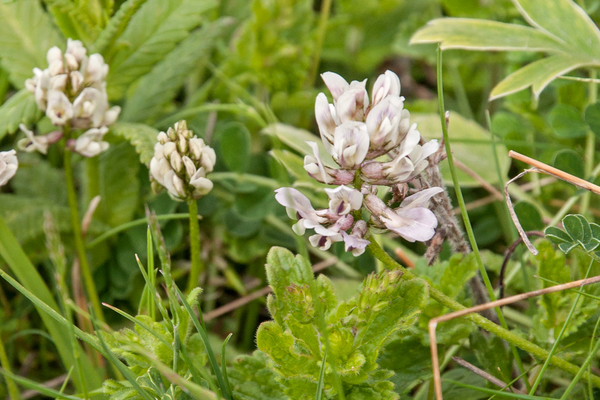 0184-astragalus-depressus-montane-pastures