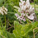 0185-astragalus-depressus-montane-pastures