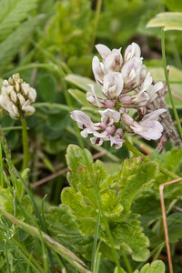 0185-astragalus-depressus-montane-pastures
