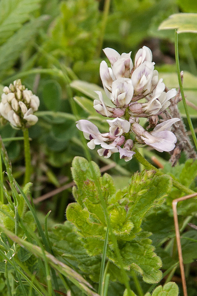 0185-astragalus-depressus-montane-pastures