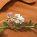 0186-astragalus-depressus-montane-pastures