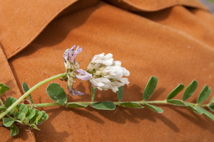 0186-astragalus-depressus-montane-pastures