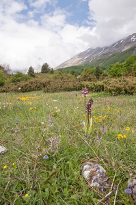 0187-purperorchis