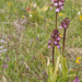 0188-purperorchis