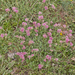 0189-anthyllis-montana-stony-slopes-at-high-altitude