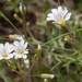 0190-akkerhoornbloem cerastium arvense stony-meadows-and-pastures