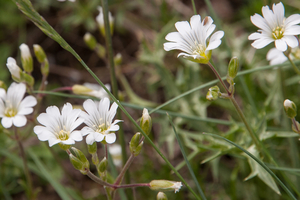 0190-akkerhoornbloem cerastium arvense stony-meadows-and-pastures