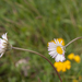 0192-Southern-Daisy--Bellis-sylvestris-uncultivated-land-pastures