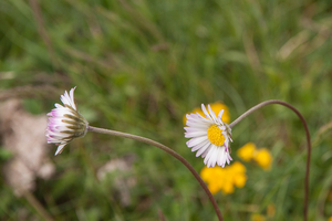 0192-Southern-Daisy--Bellis-sylvestris-uncultivated-land-pastures