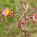 0193-Southern-Daisy--Bellis-sylvestris-uncultivated-land-pastures