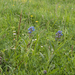 0195-anchusa-azurea-blauwe-ossentong-uncultivated-land-roadsides-