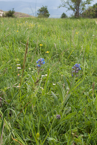 0195-anchusa-azurea-blauwe-ossentong-uncultivated-land-roadsides-