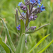 0196-anchusa-azurea-blauwe-ossentong-uncultivated-land-roadsides-