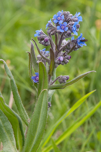 0196-anchusa-azurea-blauwe-ossentong-uncultivated-land-roadsides-