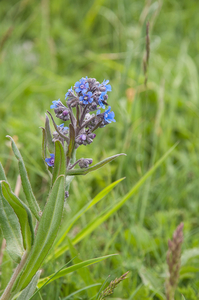 0197-anchusa-azurea-blauwe-ossentong-uncultivated-land-roadsides-