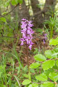 0198-mannetjesorchis-orchis-mascula-cool-pastures-glades
