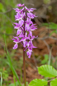 0199-mannetjesorchis-orchis-mascula-cool-pastures-glades